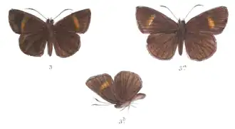 Koruthaialos butleri