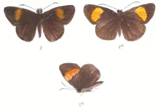 Koruthaialos rubecula