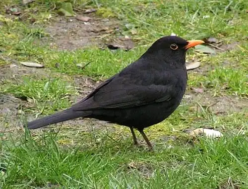 Merel (Turdus merula)
