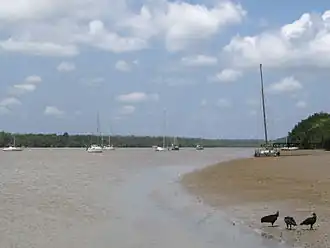 Zwarte gieren aan het strand bij de Kourou rivier