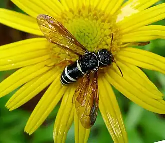 Megalodontes cephalotes