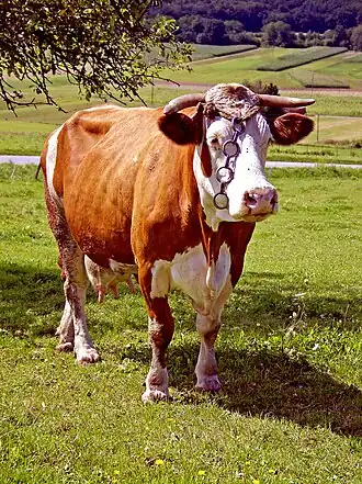 Een Simmentaler melkkoe in Slovenië