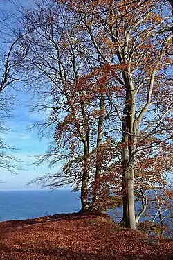 Beuken bovenaan de krijtrotsen.