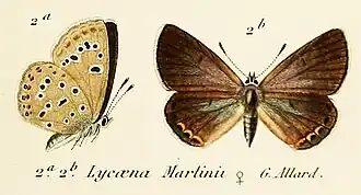 Kretania martini