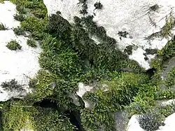 Close-up van de kribbenmos-associatie