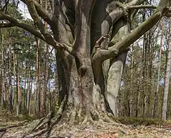 Kroezeboom op Kroondomein (grensboom)