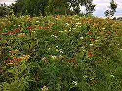 De kruidvlier-associatie