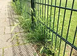 De kruipertje-associatie in contact met de associatie van vetmuur en zilvermos tussen de stoeptegels