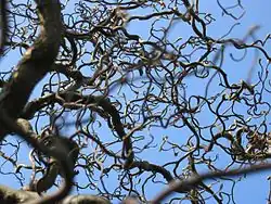 Corylus avellana 'Contorta' (krulhazelaar)