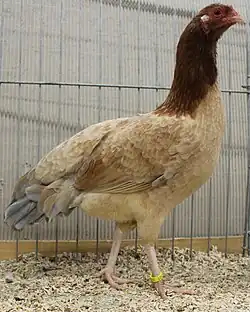 Cubalaya (blauwkaneel)