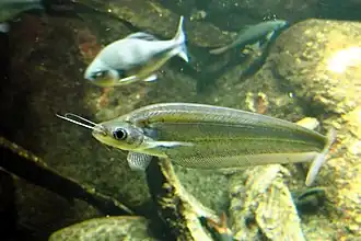 Kryptopterus cryptopterus