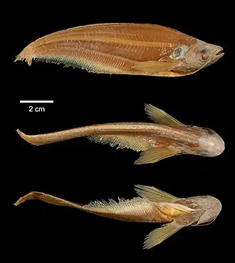 Kryptopterus palembangensis