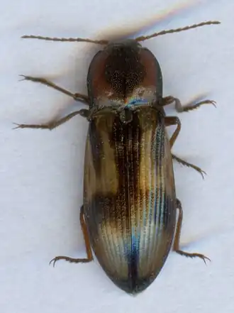 Selatosomus cruciatus