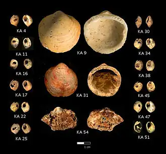 schelpen, waarschijnlijk gebruikt als persoonlijke versiering