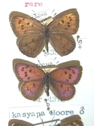 Lycaena kasyapa