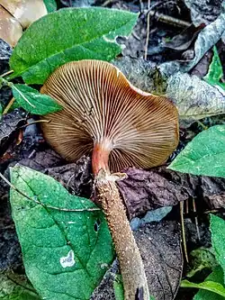 Het Bundelmosklokje wordt soms aangezien voor het eetbare stobbezwammetje