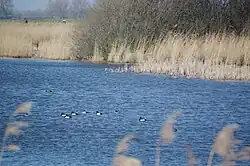 Kuifeenden in de Cloppenwaard