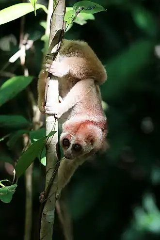 Nycticebus borneanus