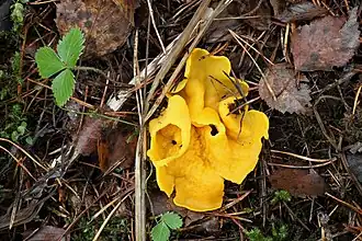 Oranje wortelbekerzwam