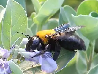 Xylocopa appendiculata