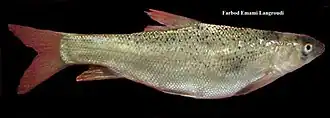 Barbus lacerta