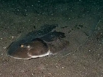 Paraplagusia japonica