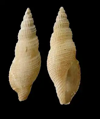 Kuroshiodaphne saturata