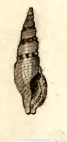 Kuroshiodaphne subula