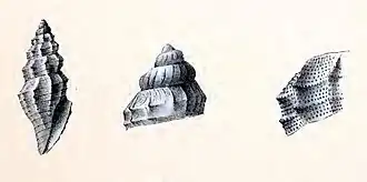 Kurtziella acanthodes