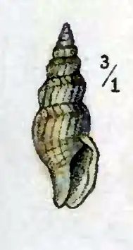Kurtziella accinctus