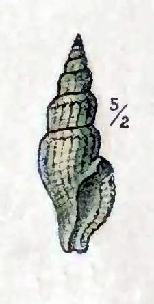 Kurtziella dorvilliae