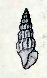 Kurtziella limonitella