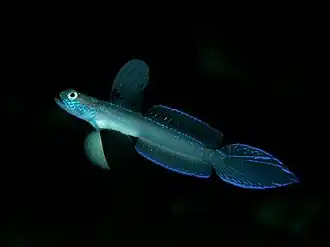 Vanderhorstia mertensi