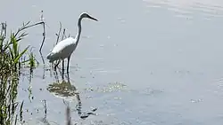 Zilverreiger in Kwetshage