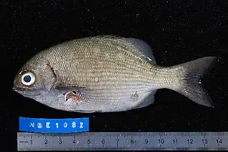 Kyphosus cinerascens