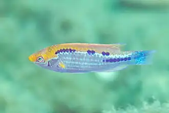 Cirrhilabrus lubbocki