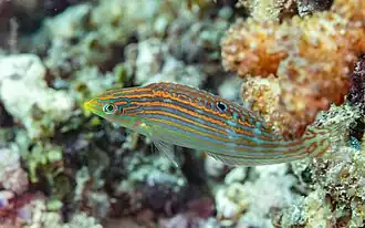 Halichoeres cosmetus