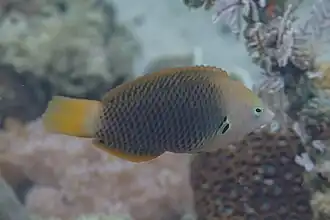 Halichoeres podostigma