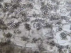 Zetmeelkorrels in de stengel van Oost-Indische kers