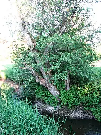 De rivier Lõve bij Lööne