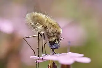 Met stuifmeel aan de "neus"