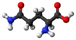 Molecuulmodel van L-glutamine