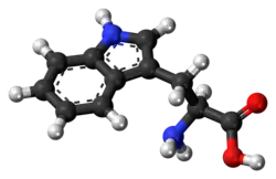 ▵ Molecuulmodel van L-tryptofaan