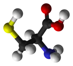 Molecuulmodel van L-cysteïne