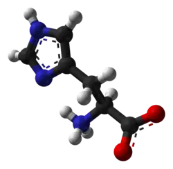 Molecuulmodel van L-histidine