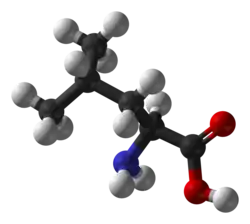 ▵ Molecuulmodel van L-leucine