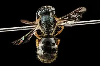 Lasioglossum reticulatum