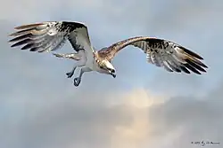 Visarend net voor aanval