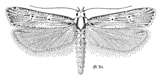 Anisoplaca ptyoptera