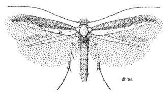 Bedellia psamminella